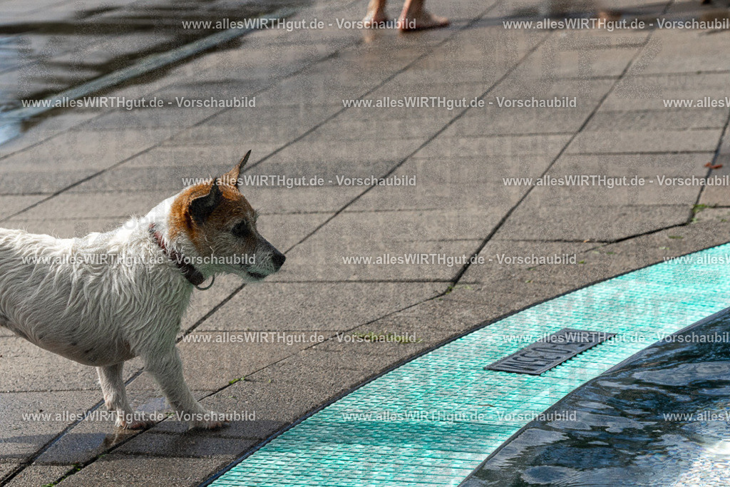 Hundeschwimmen_Volksbad_2026-allesWIRTHgut_Tierfotografie-2609061504-FAY07084 | Professionelle Tierfotografie in Mönchengladbach von Daniel Wirth (allesWIRTHgut). Liebevolle & natürliche Bilder von Hunden & Katzen für unvergessliche Erinnerungen.