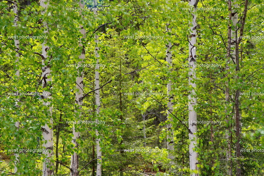 Finnish Forest - 2018 FIN | west photography - Realisiert mit Pictrs.com