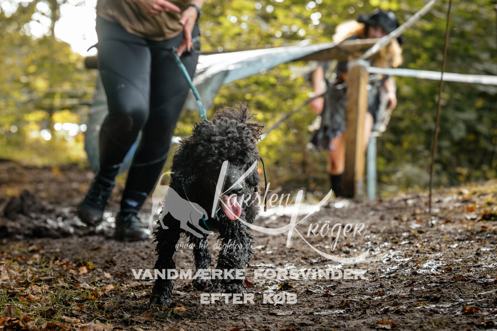 1452DZ6_3730Z6 | kk-dogfotos