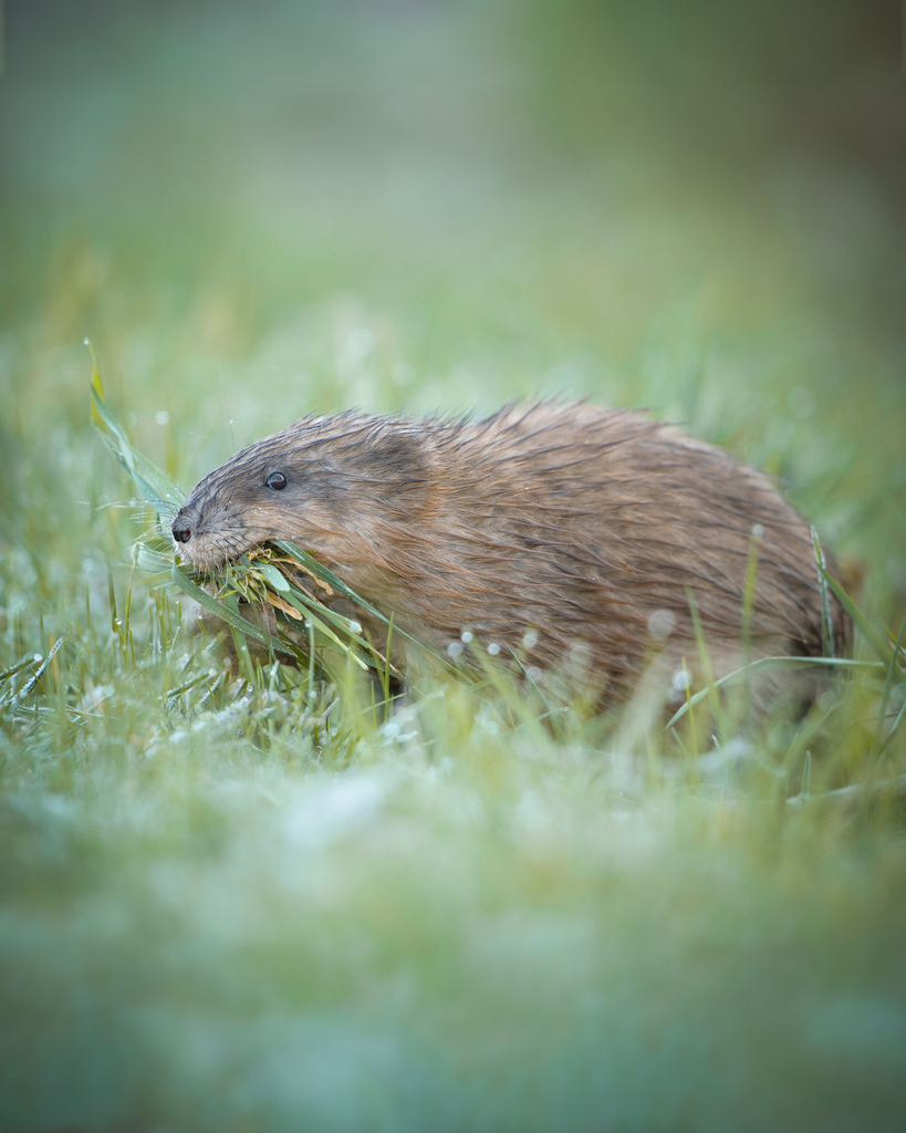 Bisam aus dem Altmühltal | Im Winter fressen Bisamratten das umliegende Gras ihres Heimatgewässers. 