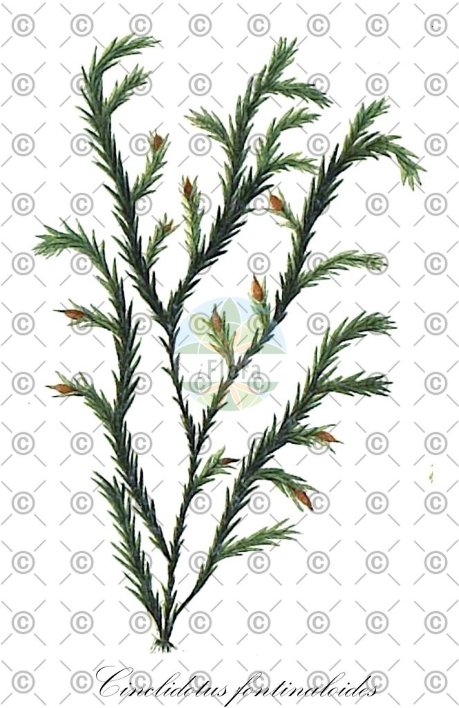 HistAbb_wfo-0000028645_1_ENZY_Simple | Historische Abbildung von Cinclidotus fontinaloides - Pottiaceae | Historical Illustration of Cinclidotus fontinaloides - Pottiaceae