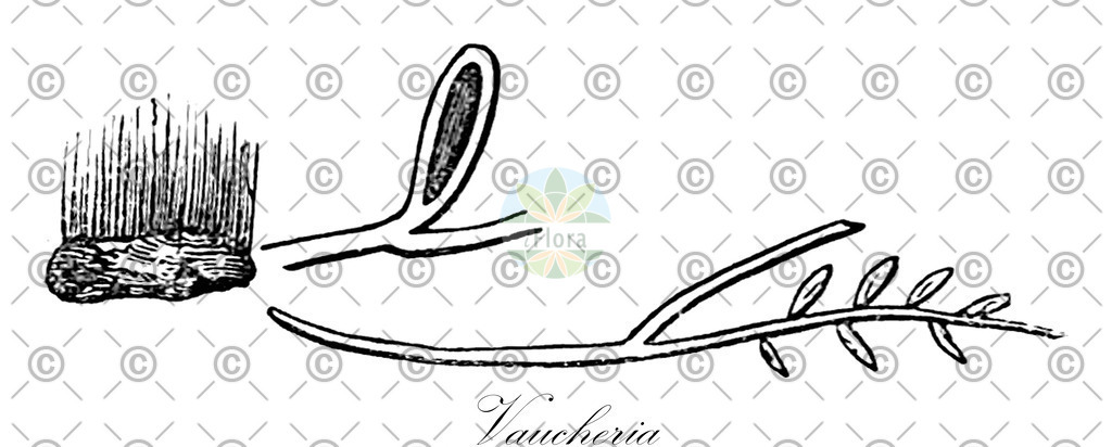 HistAbb_7Q67H_5_ENZY_Simple | Historische Abbildung von Vaucheria - Vaucheriaceae (0) | Historical Illustration of Vaucheria - Vaucheriaceae (0)