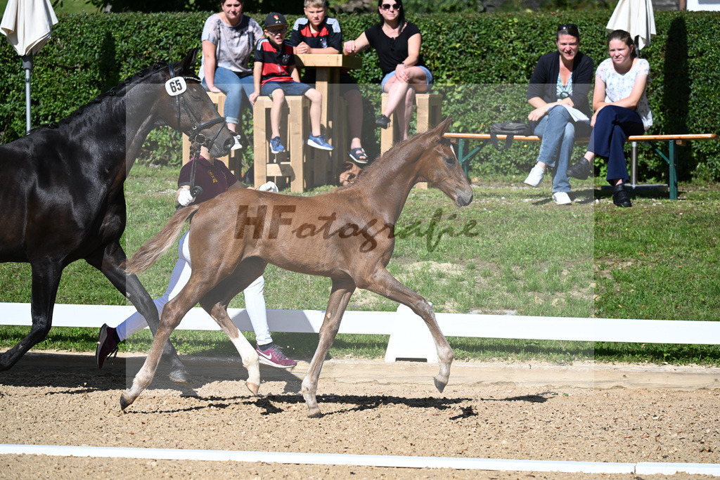 Kat-Nr. 65 HF DSP Va Bene x Don Primero_Straubinger_27230036 | hf-fotografie - Realisiert mit Pictrs.com