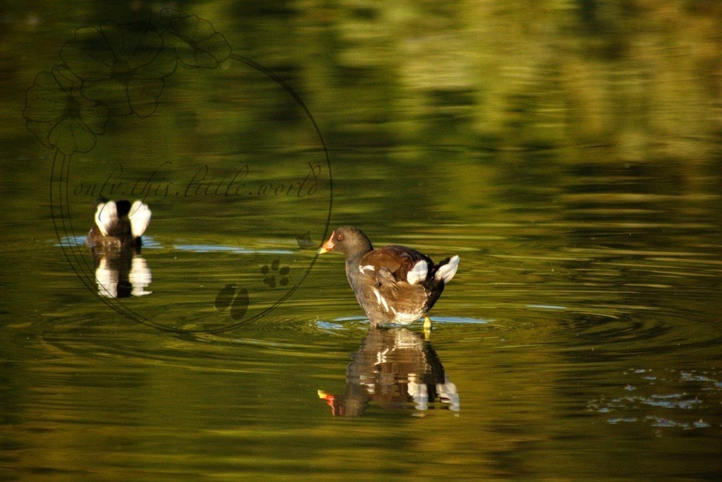 IMG_6401-01 | only.this.little.world - Realisiert mit Pictrs.com