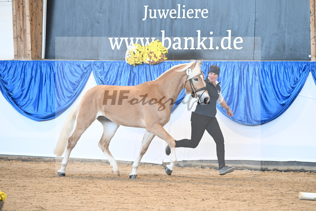 Kat-Nr. 7 Wingo vam Wickert v. Winterzauber_Zur Werra_48250850 | hf-fotografie - Realisiert mit Pictrs.com