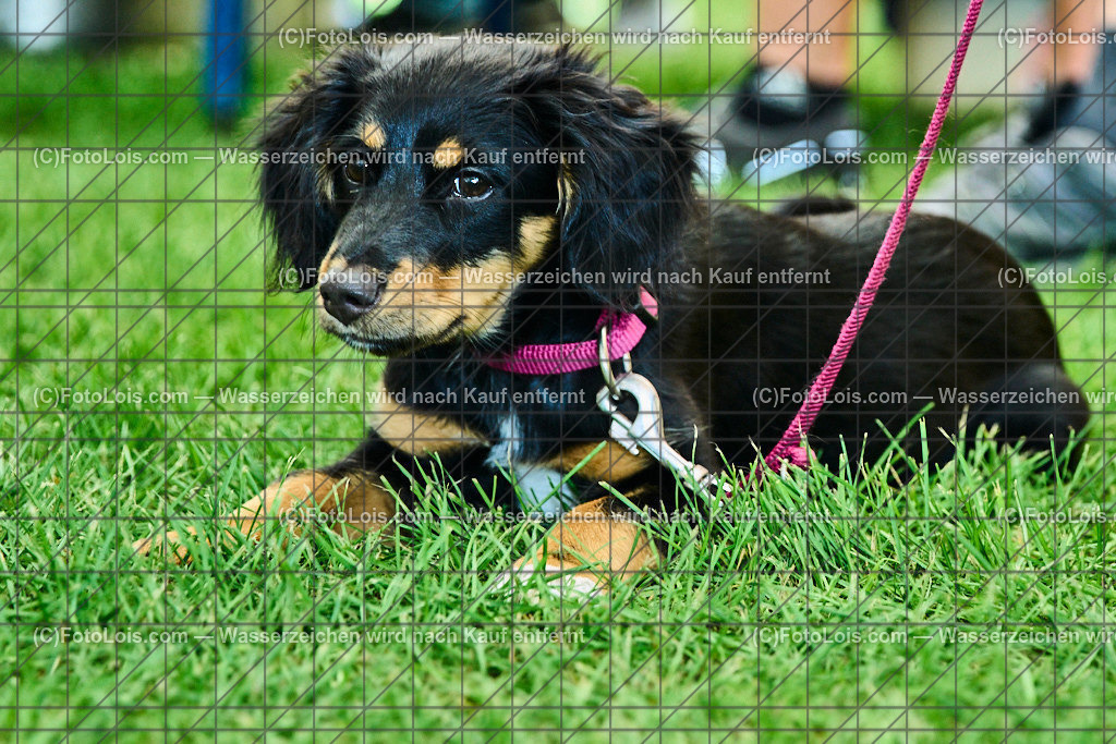 ALP8025_GRANITBEISSER_Siegerehrung_junger Hund | (C)FotoLois.com, Alois Spandl, 28. GRANITBEISSER Mountainbike-Marathon in St. Georgen am Walde, Sa 3. Sept. 2022.