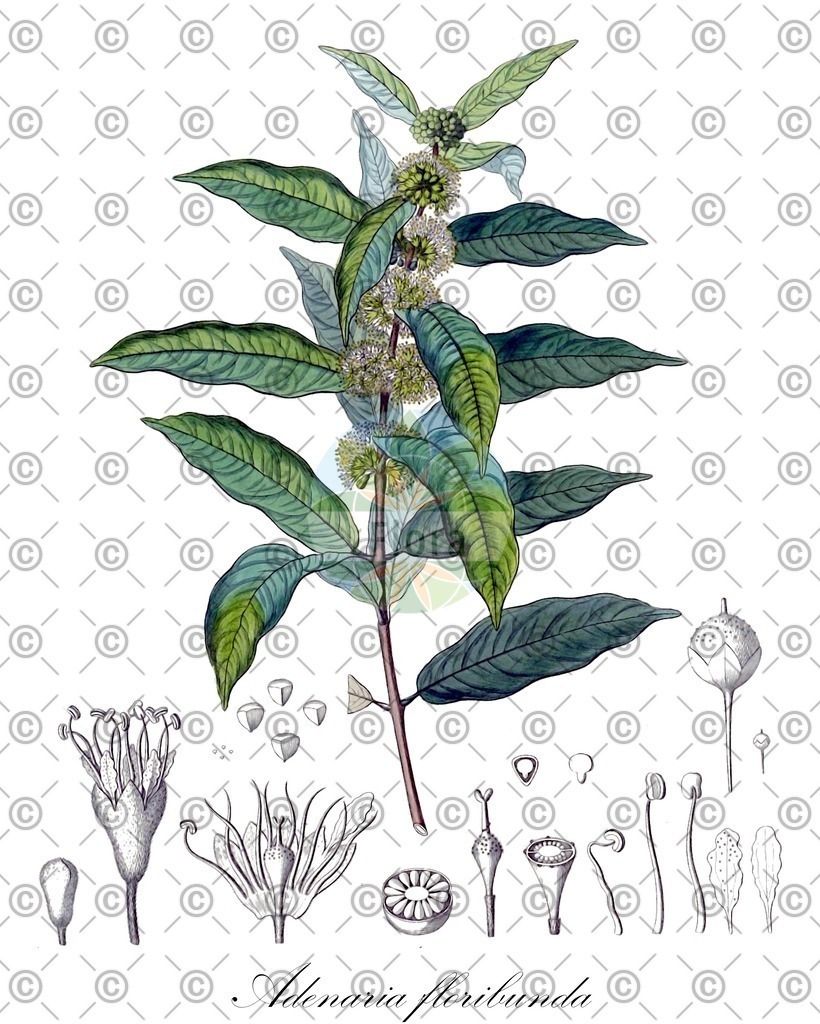 HistAbb_wfo-0000519897_1_ENZY_Simple | Historische Abbildung von Adenaria floribunda - Lythraceae | Historical Illustration of Adenaria floribunda - Lythraceae