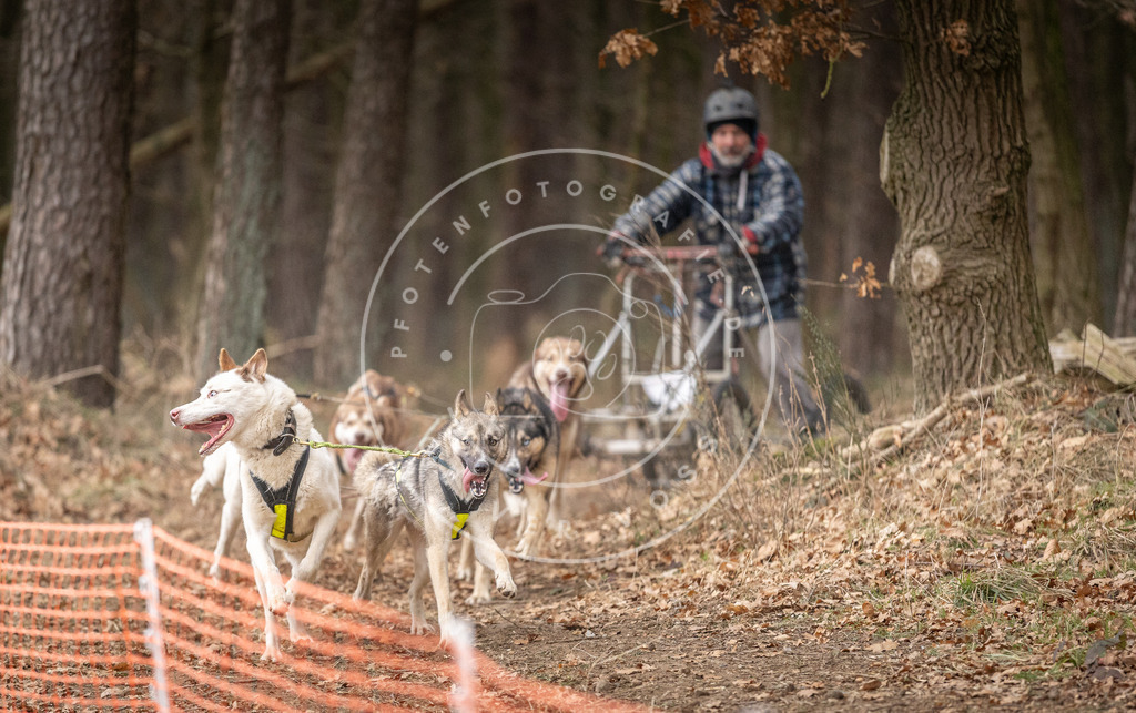 Pfotenfotografie_DV3A2224 | Hundefotografie, Tierfotograf, Pfotenfotografie, Fotoshooting Hund, Hunde Portrait, Hundesport, Hundeportraits, Heideshooting, Hunde, Sportfotograf, Hundefotograf, Turnierhundsport, THS,  - Realisiert mit Pictrs.com
