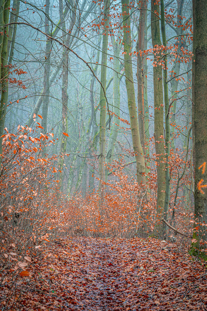Wald im Nebel | Professionelle Natur- & Landschaftsfotos als Poster, auf Leinwand & viele mehr. Wähle aus einer Vielzahl an Formaten & Materialien Dein perfektes Bild. - Realisiert mit Pictrs.com