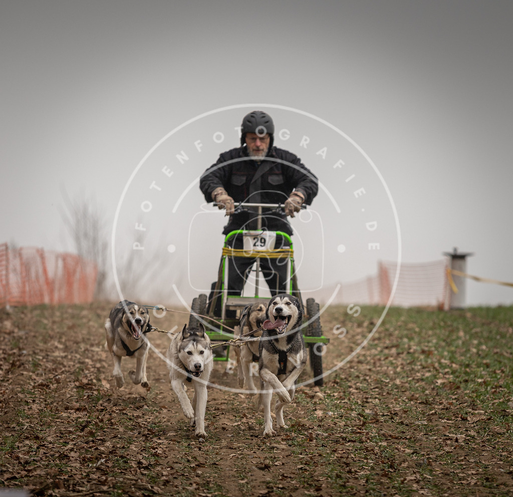 Pfotenfotografie_DV3A4424 | Hundefotografie, Tierfotograf, Pfotenfotografie, Fotoshooting Hund, Hunde Portrait, Hundesport, Hundeportraits, Heideshooting, Hunde, Sportfotograf, Hundefotograf, Turnierhundsport, THS,  - Realisiert mit Pictrs.com