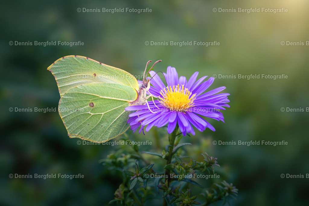 Schmetterling 14 | Entdecken Sie Natur, Makro und Tierfotografie von Dennis Bergfeld.Besondere Momente und Details der Natur, hochwertig als Foto und Wandbild erhältlich. - Realisiert mit Pictrs.com