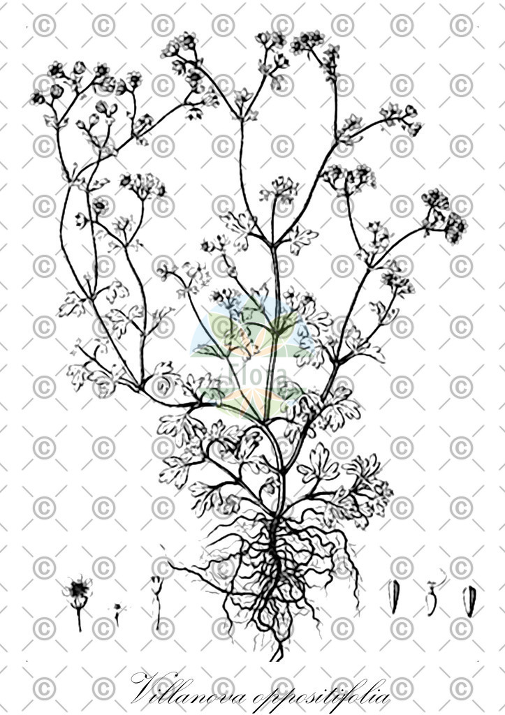 HistAbb_EMP_2467_SRC_Schlechtendal_FLORAD_SIMPLE | Historische Abbildung von Villanova oppositifolia - Asteraceae | Historical Illustration of Villanova oppositifolia - Asteraceae