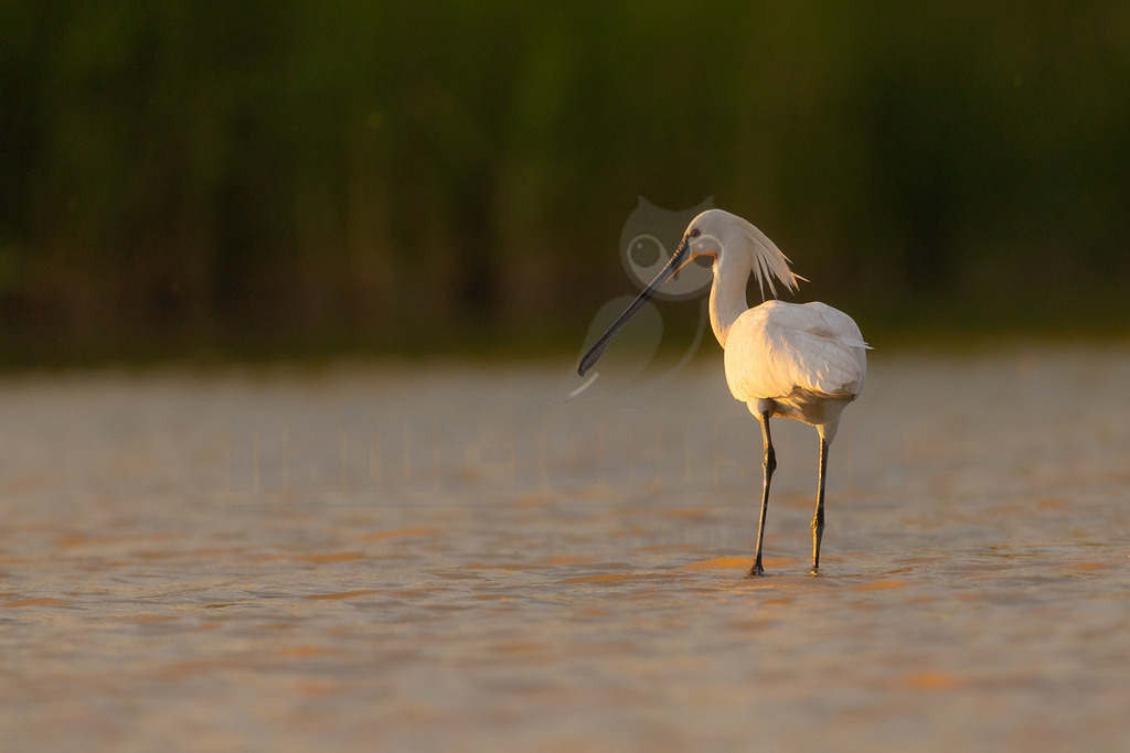 R6M32373_20260521 | Ein eleganter Löffler (Platalea leucorodia) steht im flachen Wasser, das vom goldenen Licht der untergehenden Sonne beleuchtet wird. Der Löffler ist ein großer, weißer Watvogel, der für seinen charakteristischen löffelförmigen Schnabel bekannt ist, mit dem er im Wasser nach Nahrung wie kleinen Fischen, Insekten und Krebstieren sucht. Das Tier scheint ruhig im Wasser zu stehen, möglicherweise auf der Suche nach Beute oder in einer Ruhephase. - Realisiert mit Pictrs.com