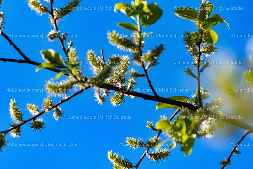 10049-14103 - Frühjahrsblüher | Stockfoto und Bilderpool mit Bildmaterial aus Deutschland, dem Harz, Halberstadt, Quedlinburg, Wernigerode und weltweit. Qualitativ hochwertige und professionelle Fotos anschauen und kaufen. - Realisiert mit Pictrs.com