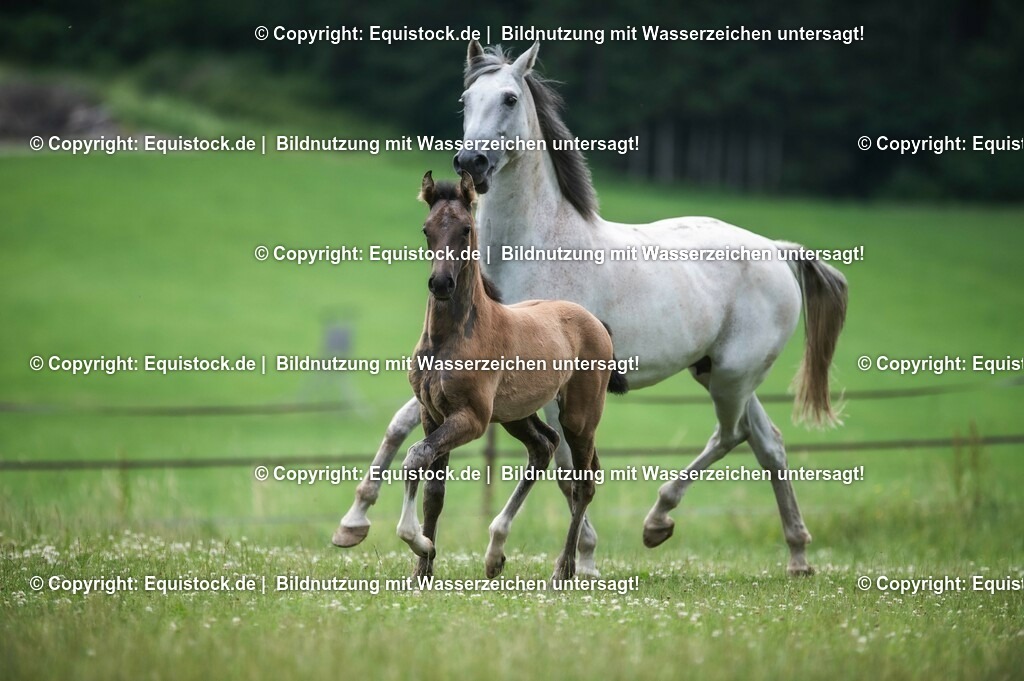 20210623_Fohlen_0422 | Foto: Thomas Hartig