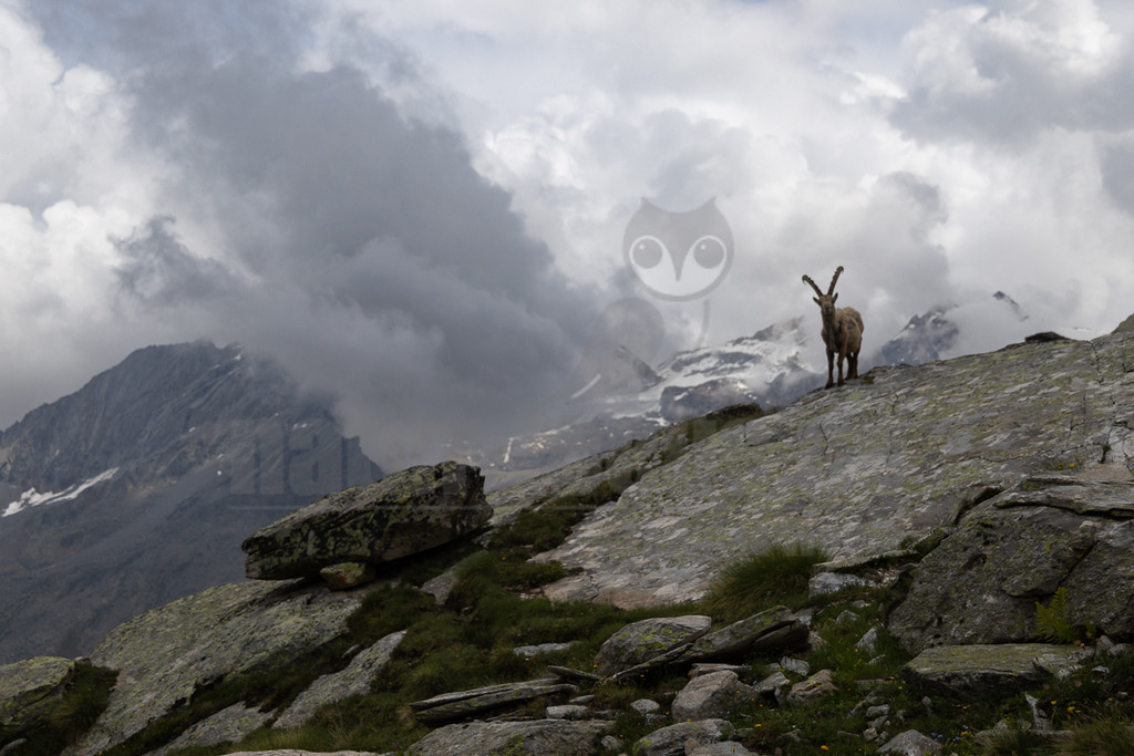 _5NF2344_20250713 | Ein majestätischer Alpensteinbock (Capra ibex) steht auf einem felsigen Hang in den Alpen und blickt direkt in die Kamera. Das Tier hat ein braunes Fell und imposante, gebogene Hörner. Im Hintergrund erheben sich schneebedeckte Berggipfel, die teilweise von dichten, grauen Wolken verhüllt sind. Der Vordergrund besteht aus Felsen, die mit Flechten und vereinzelten Grasbüscheln bewachsen sind. Die Szene vermittelt eine wilde und unberührte Naturlandschaft. - Realisiert mit Pictrs.com
