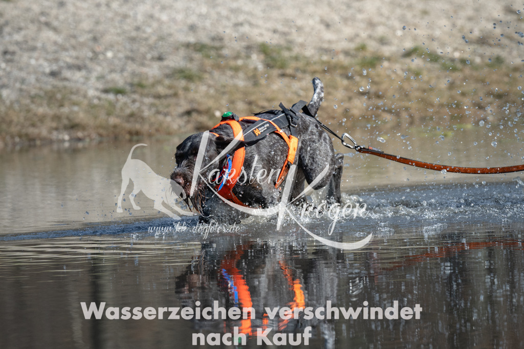 1249_ZZ92100 | kk-dogfotos