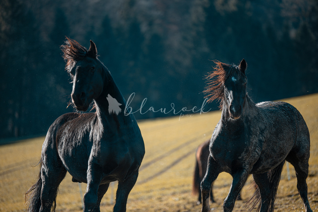 701A6036 | Sportbilder, Sportfotograf, Hochzeits- und Eventfotografin, Flugshows, Portraits und Tiershooting, Aviation, Downhill, Nationalleague, Swissleague, International