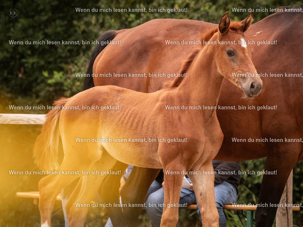 A10I5865 | photographylinaismer - Realisiert mit Pictrs.com