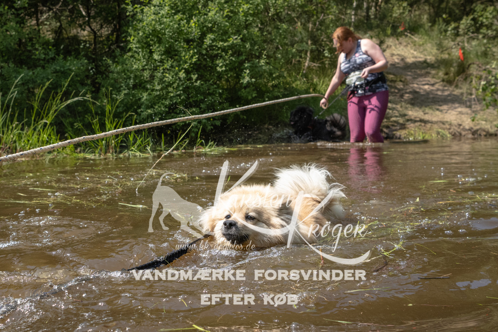 1414DKK990164 | kk-dogfotos