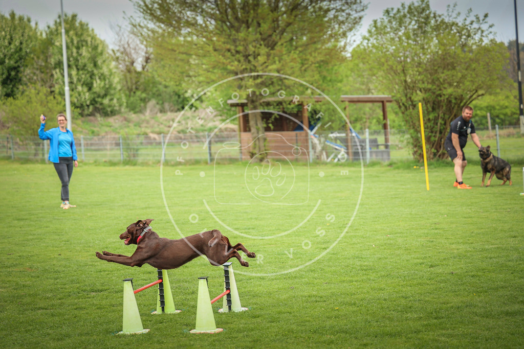 Pfotenfotografie_0L8A9682 | Hundefotografie, Tierfotograf, Pfotenfotografie, Fotoshooting Hund, Hunde Portrait, Hundesport, Hundeportraits, Heideshooting, Hunde, Sportfotograf, Hundefotograf, Turnierhundsport, THS,  - Realisiert mit Pictrs.com