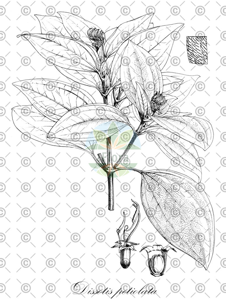 HistAbb_wfo-0000397321_2_ENZY_Simple | Historische Abbildung von Dissotis petiolata - Melastomataceae | Historical Illustration of Dissotis petiolata - Melastomataceae