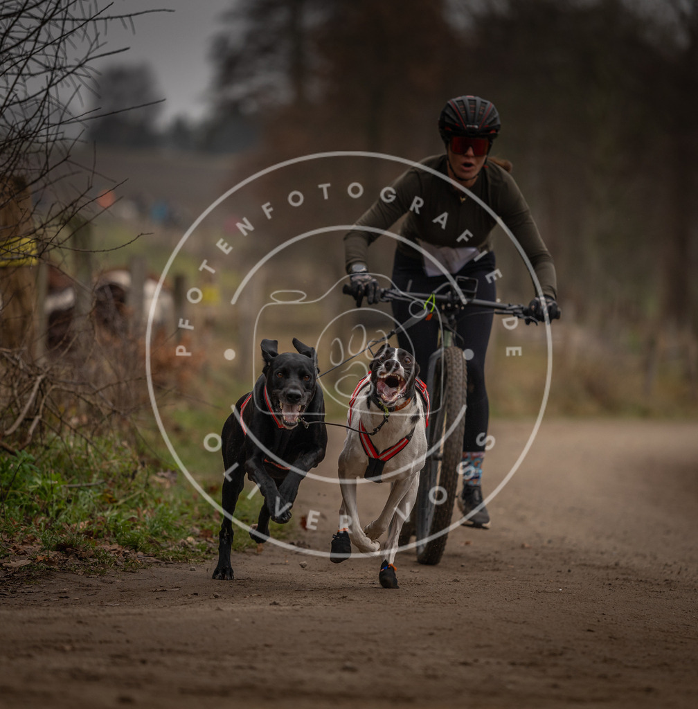 Pfotenfotografie_DV3A3165 | Hundefotografie, Tierfotograf, Pfotenfotografie, Fotoshooting Hund, Hunde Portrait, Hundesport, Hundeportraits, Heideshooting, Hunde, Sportfotograf, Hundefotograf, Turnierhundsport, THS,  - Realisiert mit Pictrs.com