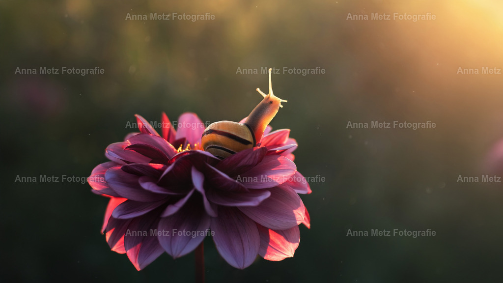 Schnecke 3 | anna-metz - Realisiert mit Pictrs.com