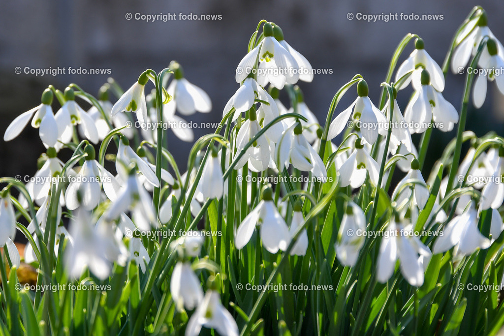 Botanischer Garten_ Friedrich Schwarz_ 08.03.2022-21 | 08.03.2022, Linz, AUT, Botanischer Garten Linz, im Bild Schneeglöckchen, Schneegloeckchen