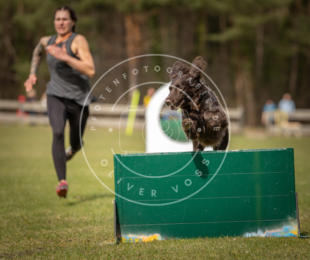 Pfotenfotografie_DV3A8350 | Hundefotografie, Tierfotograf, Pfotenfotografie, Fotoshooting Hund, Hunde Portrait, Hundesport, Hundeportraits, Heideshooting, Hunde, Sportfotograf, Hundefotograf, Turnierhundsport, THS,  - Realisiert mit Pictrs.com