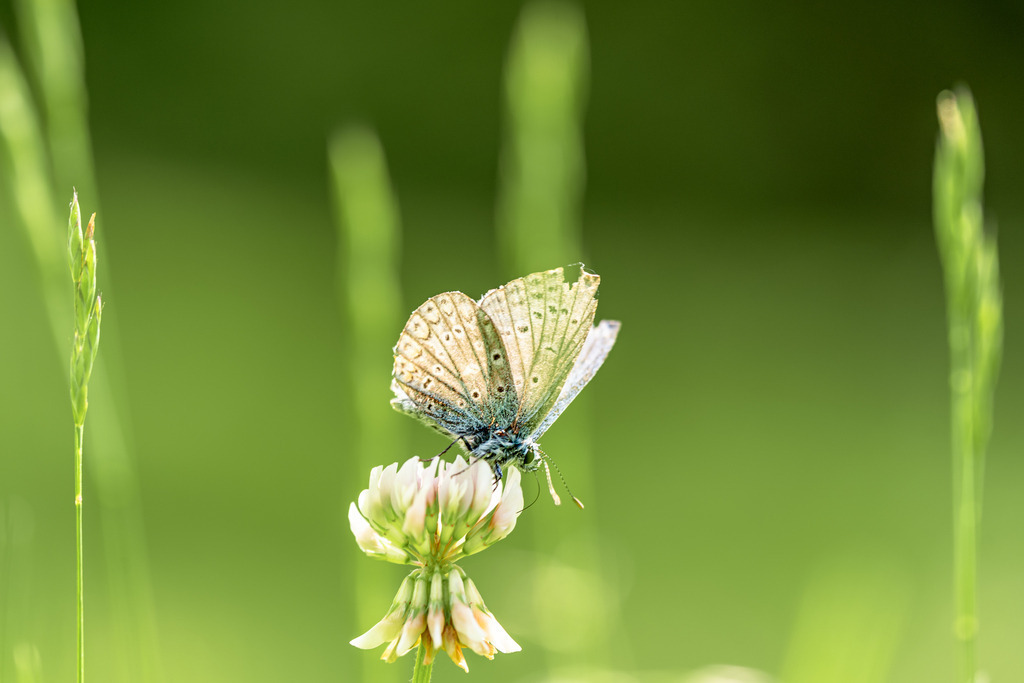 Bläuling im Grünen | walter-wagner-fotografie