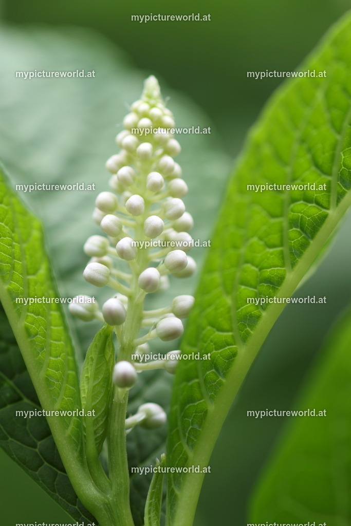 Asiatische Kermesbeere-009 | Das Bilderarchiv über Tiere, Planzen und Landschaften. In der Bilddatenbank finden Sie ein große Auswahl an hochwertigen Bilder für Ihre Werbung - Realisiert mit Pictrs.com