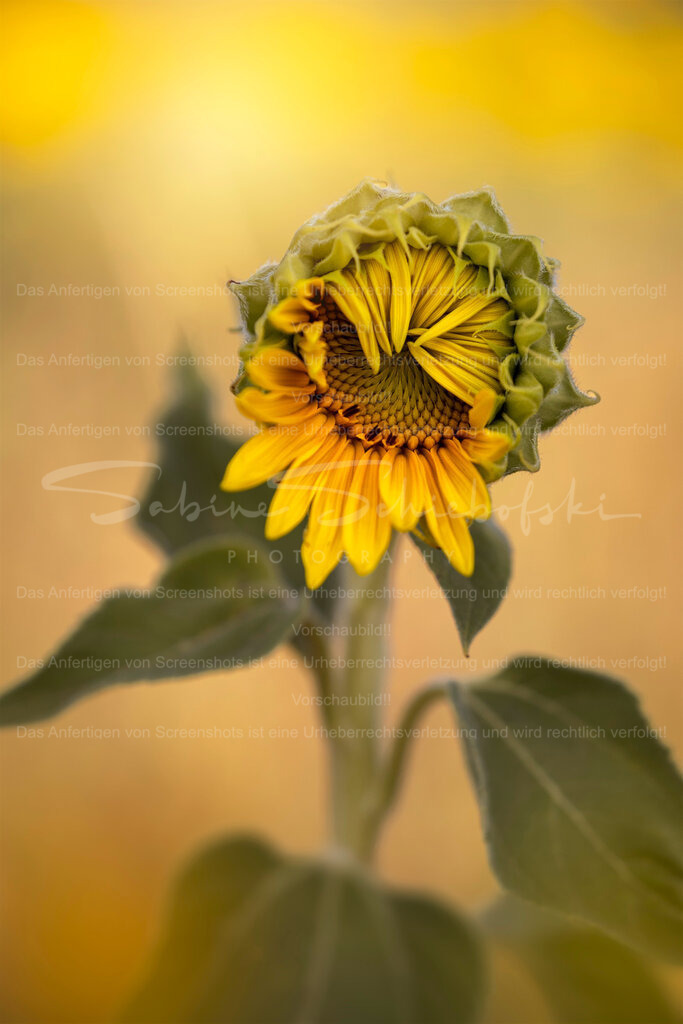 Sunflower Poetry | Exklusive Naturfotografie für stilvolle Wanddekoration ★ Premium Wandbilder Made in Germany ✔️ FineArt Drucke & Downloads ✔️ Brillante Farben, höchste Qualität & weltweiter Versand ✔️ - Realisiert mit Pictrs.com
