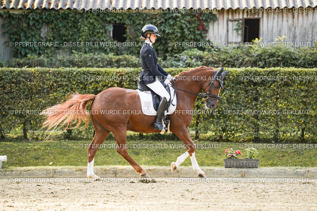 DSC04555 | Pferdegrafie