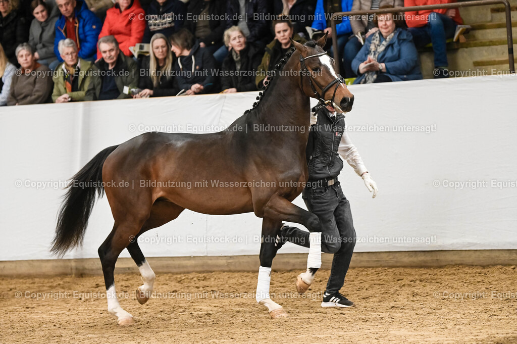 20260307_Hengstvorstellung-Marbach_0095 | equistock