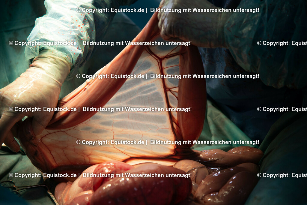 20191022_Kolik_OP_0080 | equistock