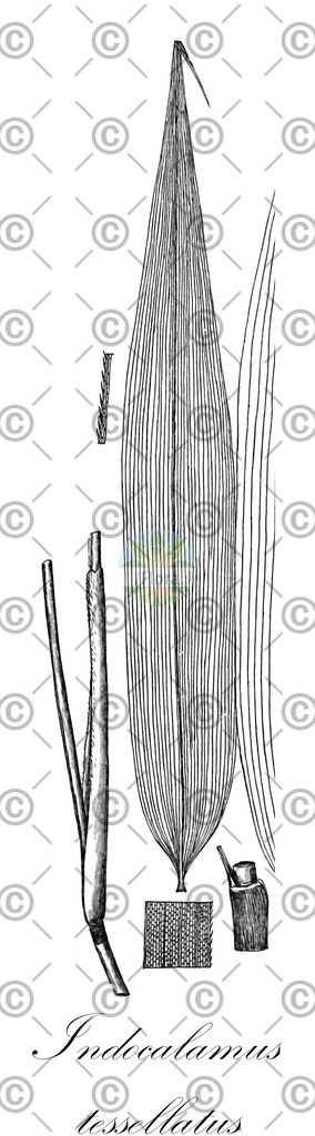 HistAbb_wfo-0000731583_1_ENZY_Simple | Historische Abbildung von Indocalamus tessellatus - Poaceae | Historical Illustration of Indocalamus tessellatus - Poaceae