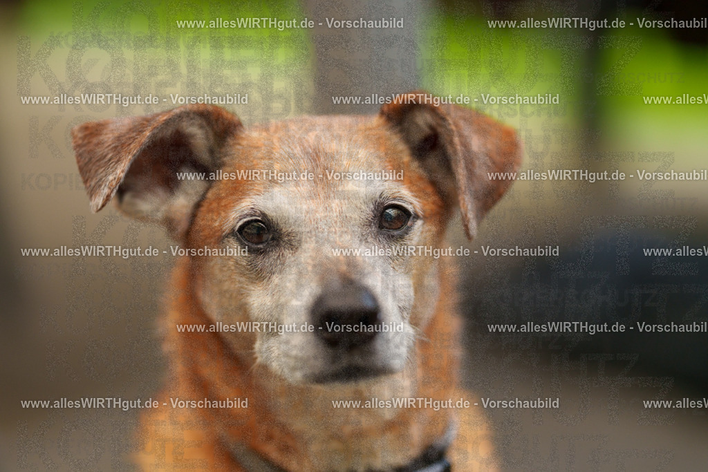 @allesWIRTHgut_Tierfotografie - www.allesWIRTHgut.de - 7R503253 | Professionelle Tierfotografie in Mönchengladbach von Daniel Wirth (allesWIRTHgut). Liebevolle & natürliche Bilder von Hunden & Katzen für unvergessliche Erinnerungen.