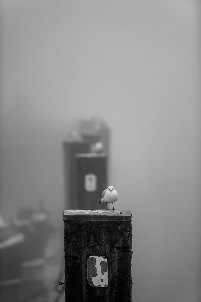 2025_02_01_HH-OEVELGOENNE NEBEL_MCP5105 sw | Hochwertig gedruckte Fotografien für die Wand, als Kalender und zum Verschenken. Hamburg & Norddeutschland und überall wo ich mit der Kamera unterwegs war.