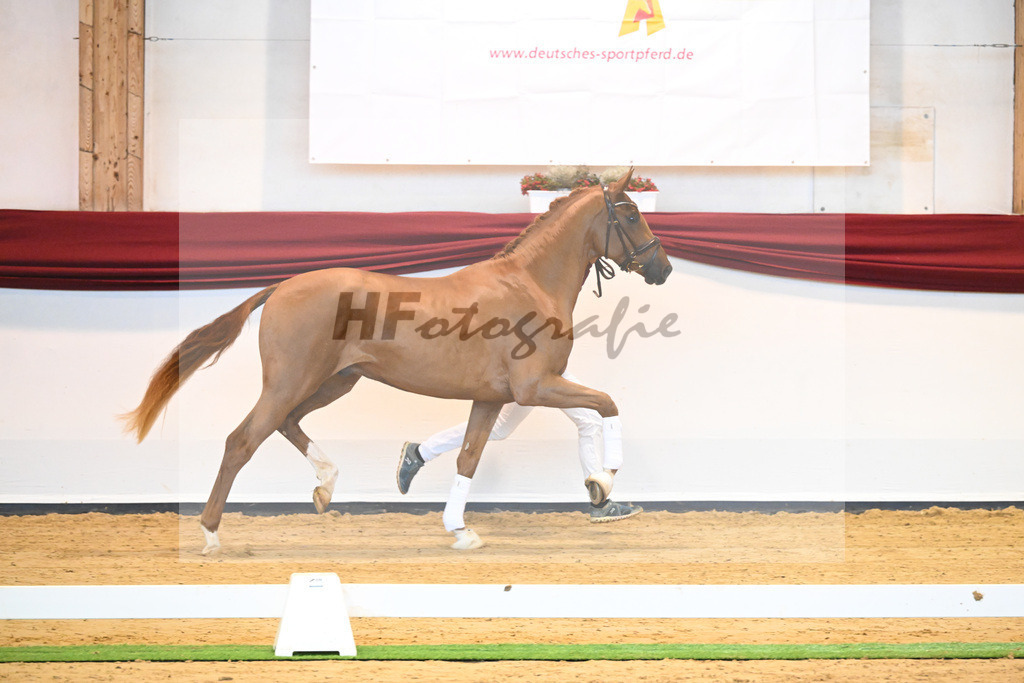 Kat-Nr. 57 v. Vivaldos_Regele_66222106 | hf-fotografie - Realisiert mit Pictrs.com