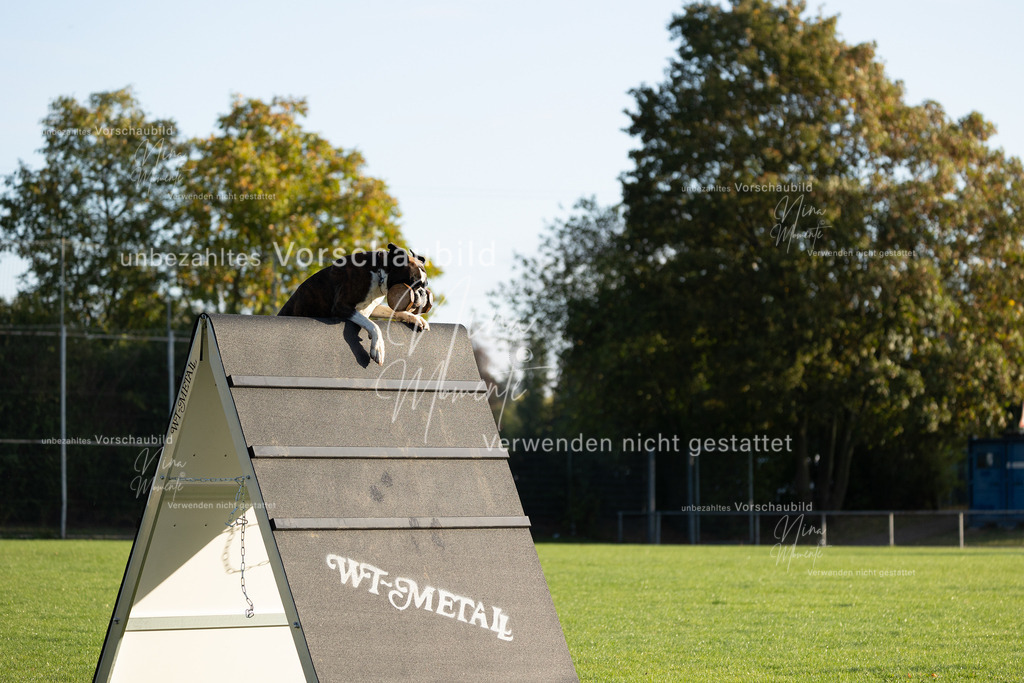 _16A6133 | Einzigartige Fotos von Hunden & Menschen –Actionfotos, Portraits, Vereinsaufnahmen & Paarshootings – authentisch, lebendig & mit Herz.