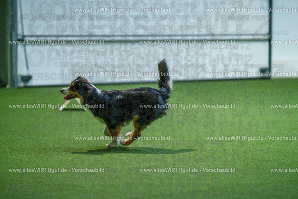 7R502012 | Professionelle Tierfotografie in Mönchengladbach von Daniel Wirth (allesWIRTHgut). Liebevolle & natürliche Bilder von Hunden & Katzen für unvergessliche Erinnerungen.