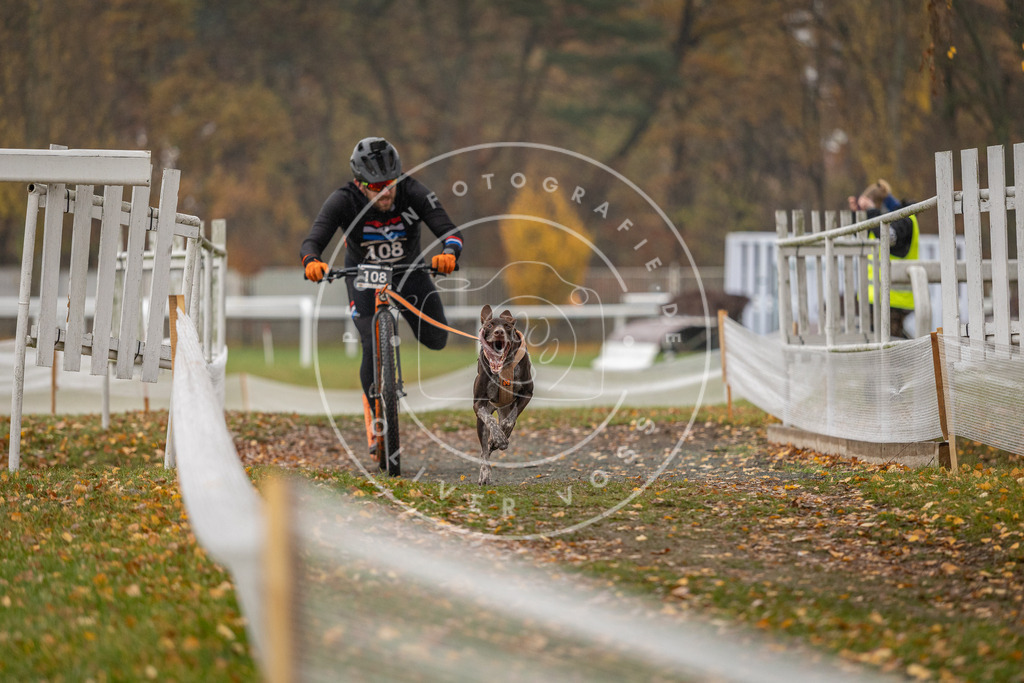 CaniXpix_DV3A8467 | Hundefotografie, Tierfotograf, Pfotenfotografie, Fotoshooting Hund, Hunde Portrait, Hundesport, Hundeportraits, Heideshooting, Hunde, Sportfotograf, Hundefotograf, Turnierhundsport, THS,  - Realisiert mit Pictrs.com