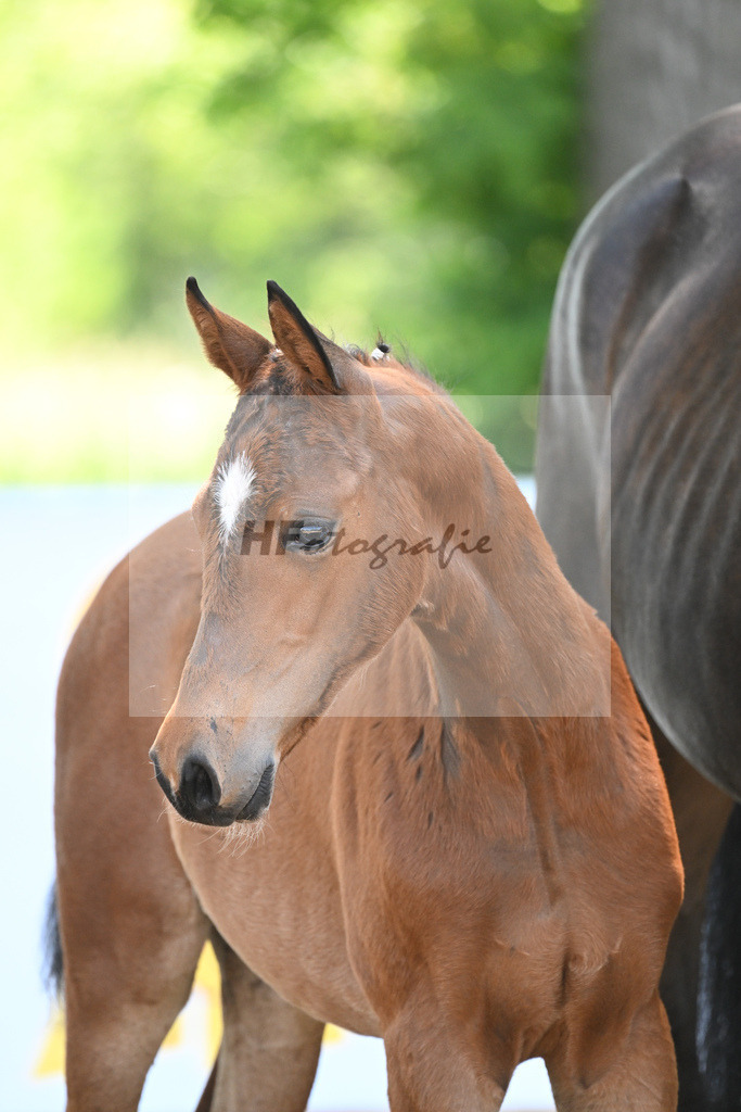 Kat-Nr. 9 SF Zenetti_Kirchmaier_14230218 | hf-fotografie - Realisiert mit Pictrs.com