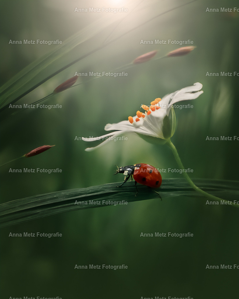 20240426-7L1A9291 | anna-metz - Realisiert mit Pictrs.com