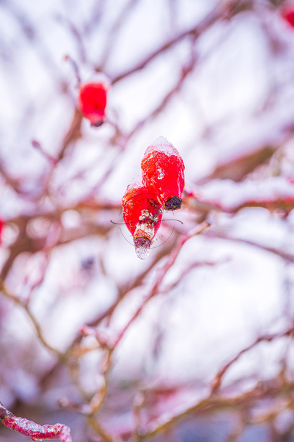 Rote Hagebutten im Winter | Rote Hagebutten (Rosa canina) im Winter mit Schnee bedeckt, Jena, Thüringen, Deutschland - Realisiert mit Pictrs.com