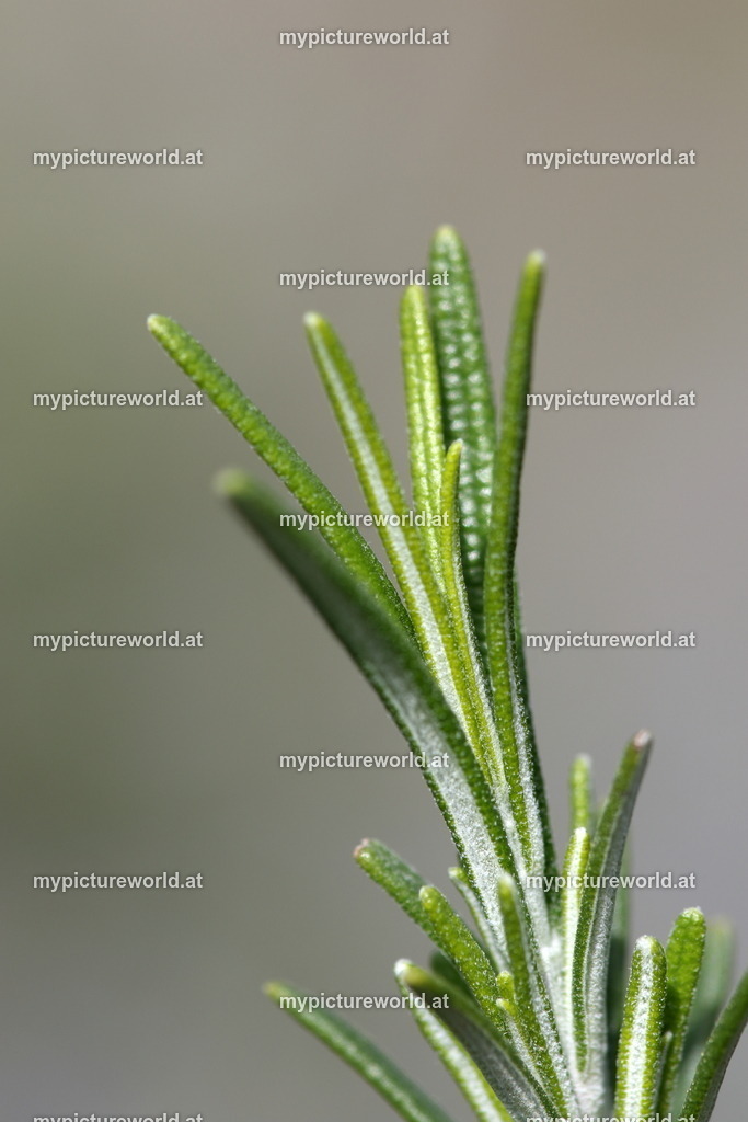 Echter Rosmarin-006 | Das Bilderarchiv über Tiere, Planzen und Landschaften. In der Bilddatenbank finden Sie ein große Auswahl an hochwertigen Bilder für Ihre Werbung - Realized with Pictrs.com