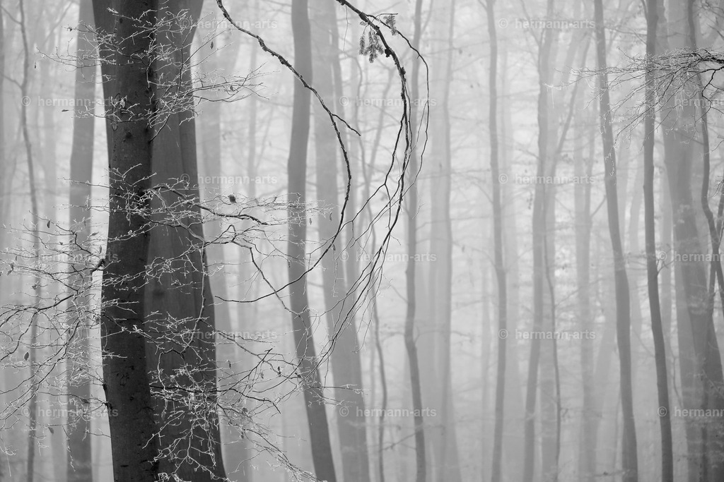 Trees_fine_Art_0032 | Photo Foto Kunst Art schwarzweiss Bilder Rheine Münster Berlin Blumen 