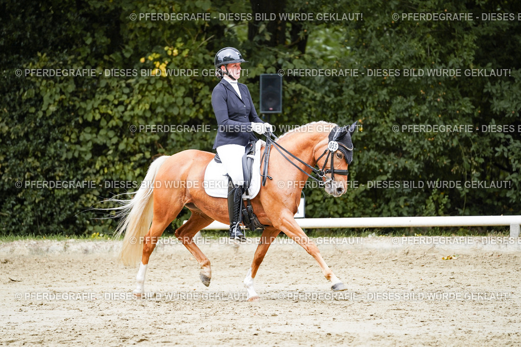 DSC04117 | Pferdegrafie