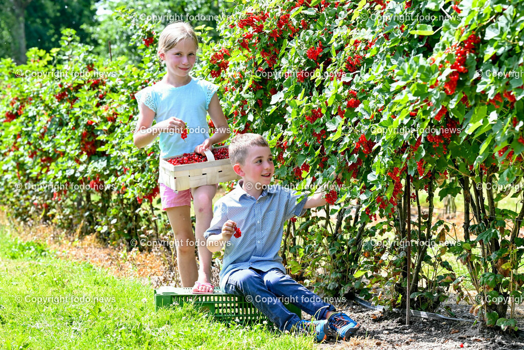 Erdbeeren_ Himbeeren_ Ribisel_ Mayer_ 20.06.2023-12 | 20.06.2023, Raffelding, AUT, Erdbeeren, Himbeeren, Ribisel, Mayer, im Bild Leonora und Maximilian im Ribiselgarten